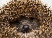 Ежик, спасенный из пачки чипсов, завел блог