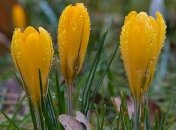 "Подарок" на праздник: чего ожидать от погоды на 8 марта