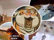Мемы о котах