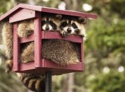 Ипотека мне ни к чему - я выбираю свободу: веселые шутки про кредиты для хорошего настроения