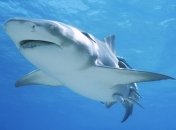 Женщина отбилась от акулы с помощью навыков тхэквондо