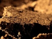 Есть микроорганизмы, которые питаются веселящим газом