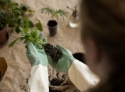 Як винні корки врятують ваші кімнатні рослини