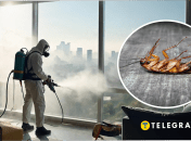 В Україні є великі таргани з долоню