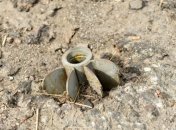 Под Мариуполем тракторист в поле подорвался на мине