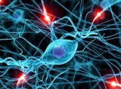 Ученые: нейроны способны образоваться из стволовых клеток 