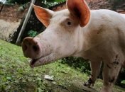 Украина увеличила импорт свинины из ЕС