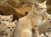 Эти кошки выглядят как котята на протяжении всей жизни (Фото)