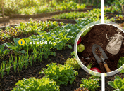 Какая ошибка стоит урожая