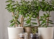 Толстянку называют денежным деревом