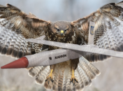 Дрон назвали в честь хищной птицы