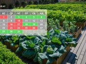 Когда будут благоприятные дни для посадки кабачков, зелени, капусты и других культур