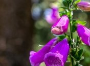 Приметы и обряды на 13 июля - Двенадцать апостолов