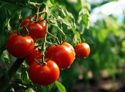 Що посадити біля помідорів