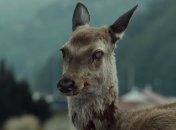 Ученые заявили об опасной "зомби-инфекции", обнаруженной у оленей 