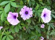 Семена ипомеи могут путешествовать в космосе