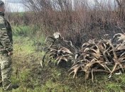 З Чорнобильської зони хотіли вивезти 150 кілограмів рогів
