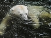 Прокуратура возбудила дело по факту гибели животных в Уссурийске