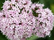 Какими лечебными свойствами обладает валериана