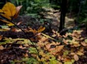 Погода на 4 октября: похолодание и сильный ветер