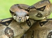 Ученые: Жертвы удавов умирают не от асфиксии