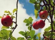 Чем удобрить яблоню осенью