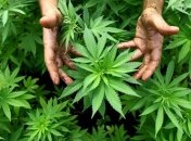 Уругвай станет первой страной, которая полностью легализует марихуану