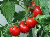 Помідори не будуть коштувати копійки