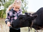 ГМО-коровы дают особенное молоко