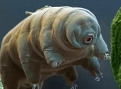 Глобальное потепление: самые живучие организмы оказались уязвимы к повышениям температуры