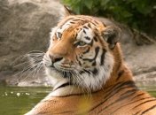 Амурская тигрица обнимает дерево: как выглядит лучшее фото дикой природы 2020 года