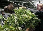 Страдающему рассеянным склерозом немцу разрешили выращивать дома коноплю