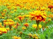 Прогноз погоды на 20 августа: на западе пройдут дожди