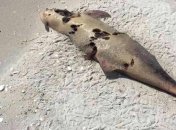 В Одесской области погибли несколько десятков дельфинов из-за браконьеров