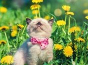 К концу недели дожди и грозы ударят по Украине: кому повезет меньше всего (карты)