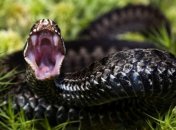 Массовая атака змей в Украине: дети попадают в реанимацию с анафилактическим шоком