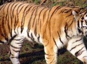 Выяснили причину притягательности запаха крови для хищников  