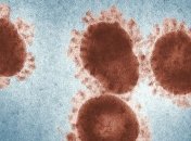 Откуда возник коронавирус: Ученые рассматривают две вероятные теории