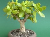 Денежное дерево