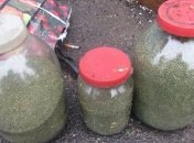 На Полтавщине правоохранители изъяли около 2 килограммов конопли