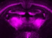 Стало известно, как мозг концентрирует внимание