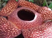 В бельгийском ботаническом саду расцвел ''Трупный цветок''