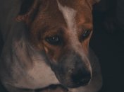 Убил собаку - накормил семью: в Винницкой области живодер получил 2,5 года