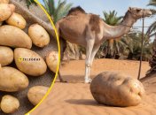 Картопля, вирощена в Єгипті, могла б виглядати так