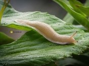 Слизни сбегут с участка