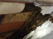 В обычной квартире нашли сотни краснокнижных зверьков: фото необычного ЧП в Днепре