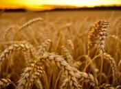 В Украине не будет хлеба? 