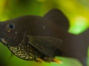 Зачем самцы имеют усы?