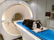 Собаки также болеют