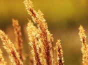 Антициклон накроет Украину: жара усилится, а дождей не предвидится 